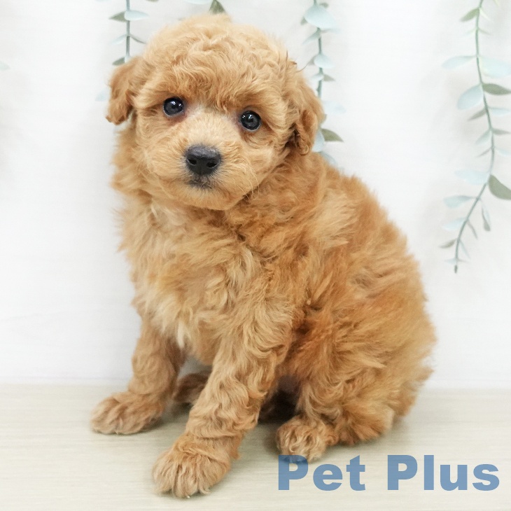 トイ・プードル