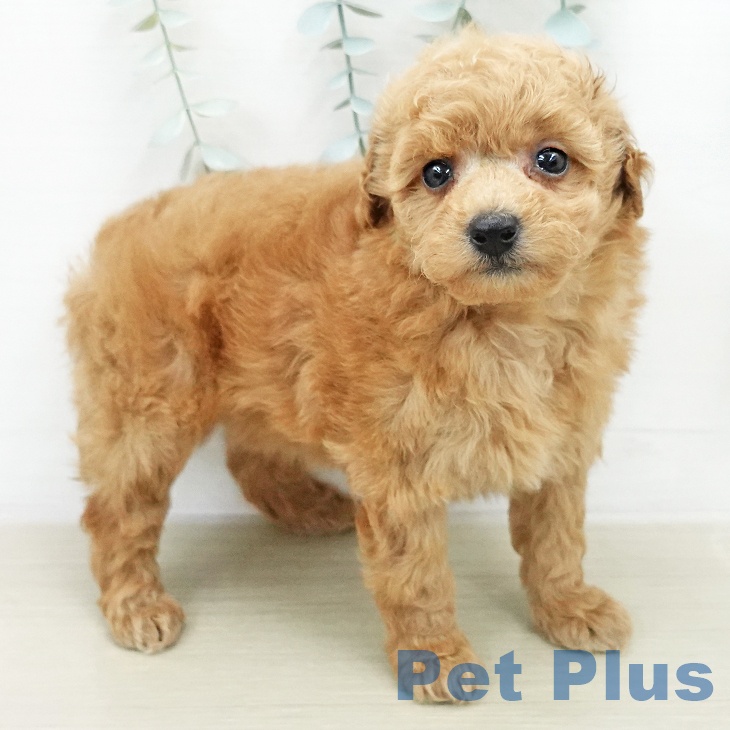 トイ・プードルの写真2