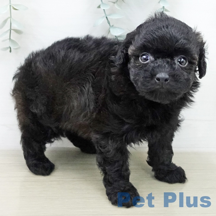 宮城県のトイプードル(トイ) (ペットプラス 名取店/2025年12月23日生まれ/女の子/ブラック)の子犬