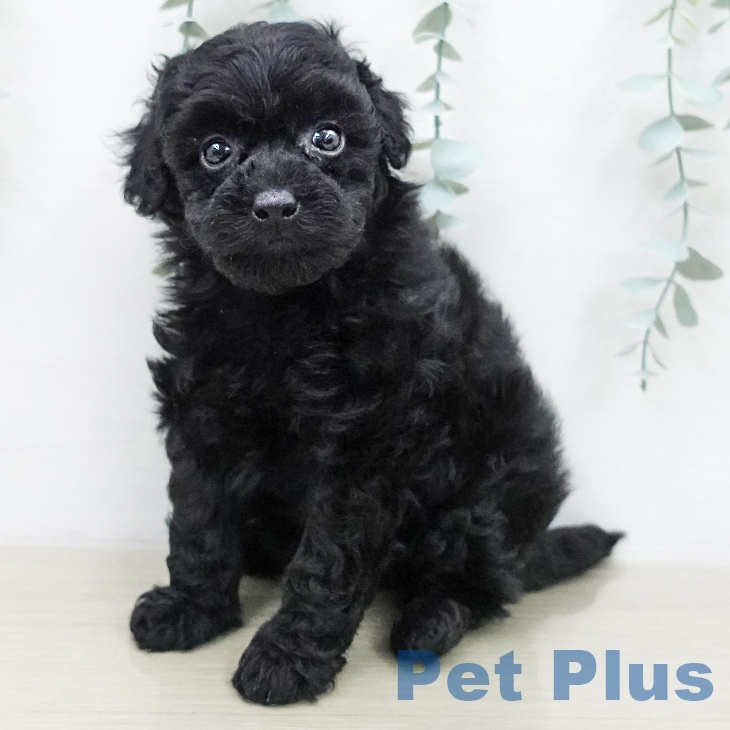 トイ・プードル