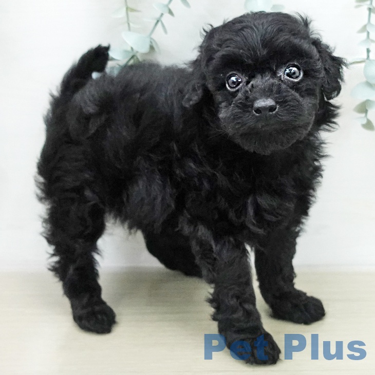 トイ・プードルの写真2