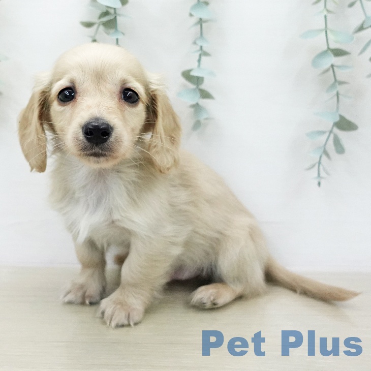 ミニチュア・ダックスフンド