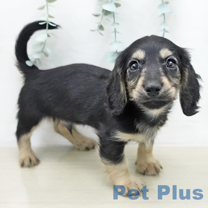 ミニチュア・ダックスフンド