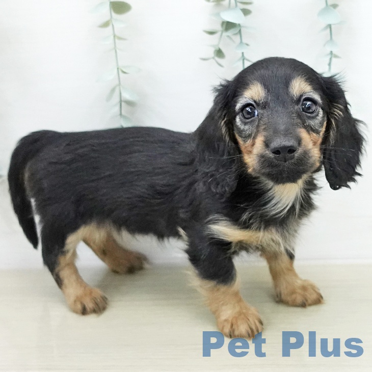 ミニチュア・ダックスフンドの写真2