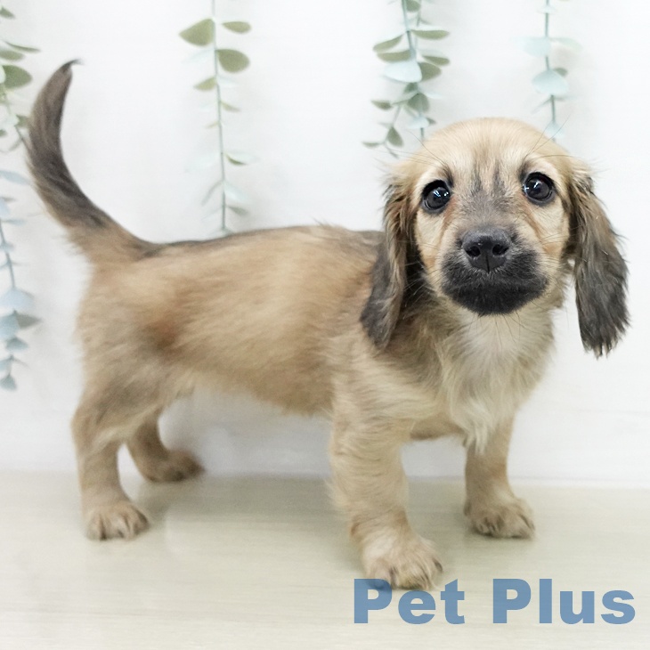 ミニチュア・ダックスフンドの写真2