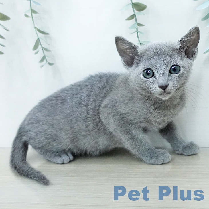 宮城県のロシアンブルー (ペットプラス 名取店/2025年12月22日生まれ/男の子/ブルー)の子猫の1枚目の画像