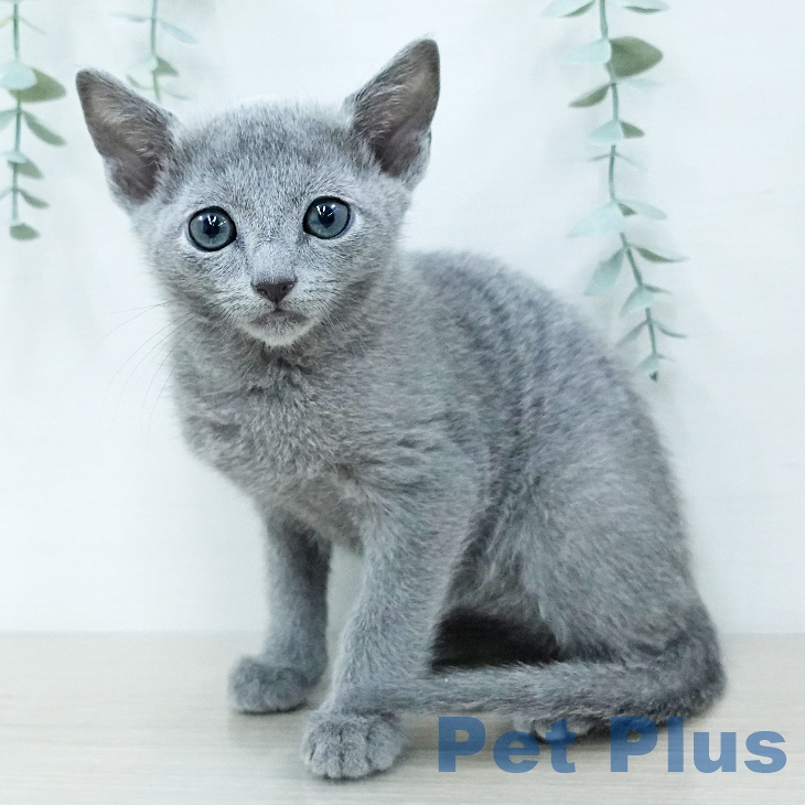 宮城県のロシアンブルー (ペットプラス 名取店/2025年12月22日生まれ/男の子/ブルー)の子猫の2枚目の画像