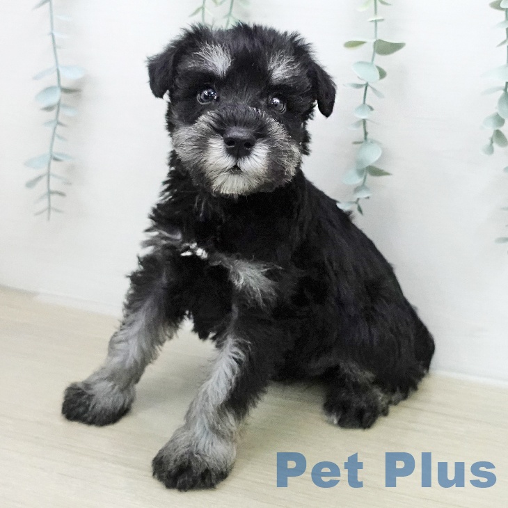 ミニチュア・シュナウザー