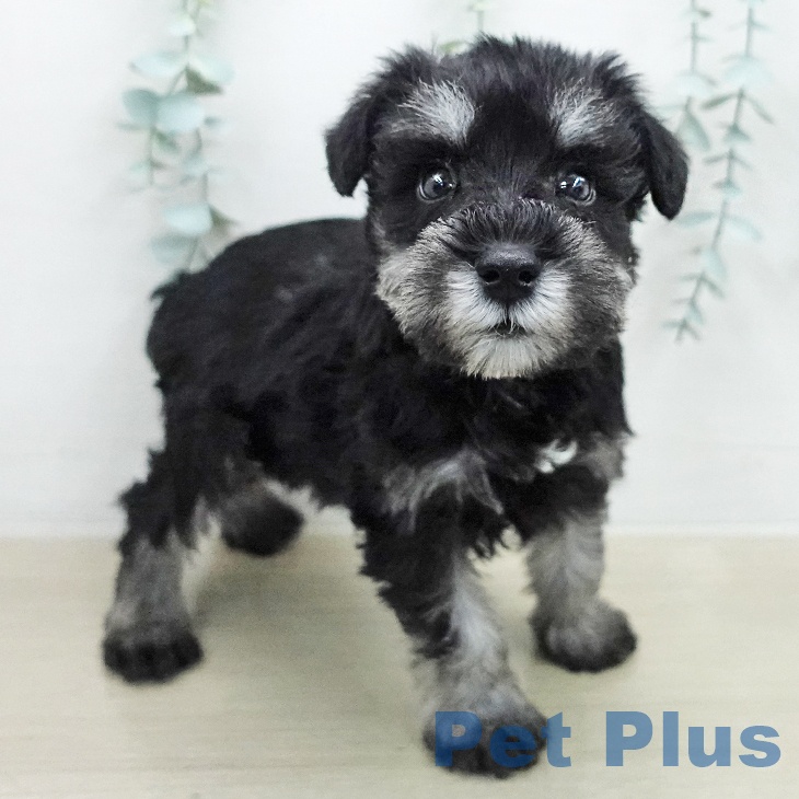 ミニチュア・シュナウザーの写真2