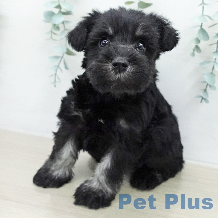 ミニチュア・シュナウザー