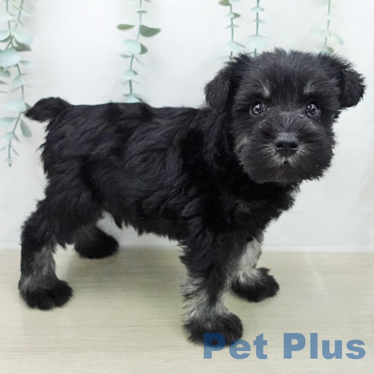 ミニチュア・シュナウザーの写真2