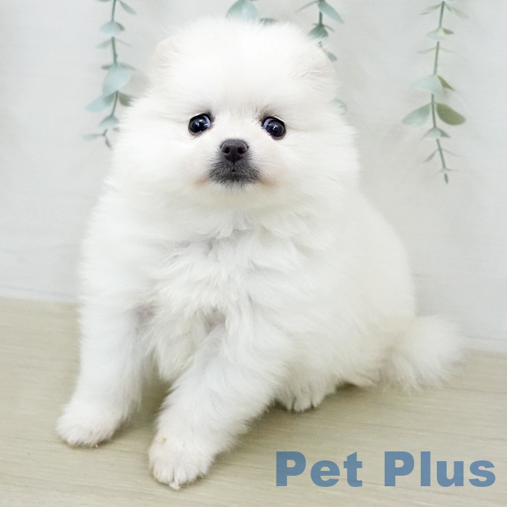 ポメラニアンの写真2