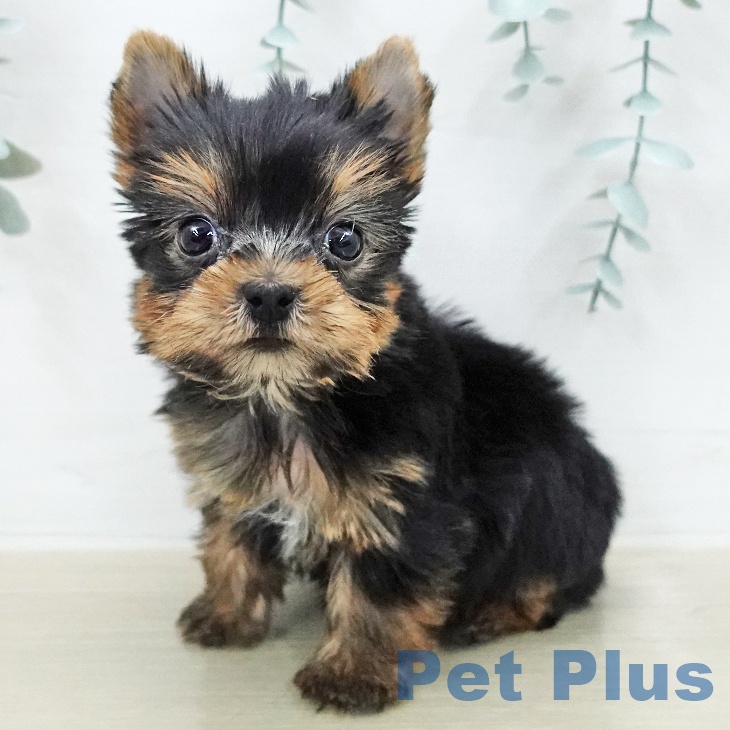 ヨークシャー・テリア