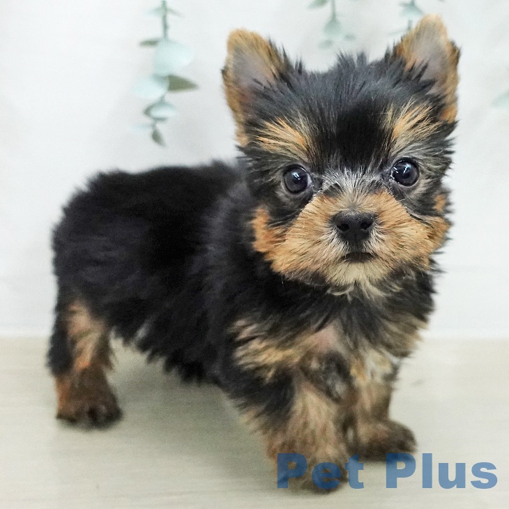 ヨークシャー・テリアの写真2