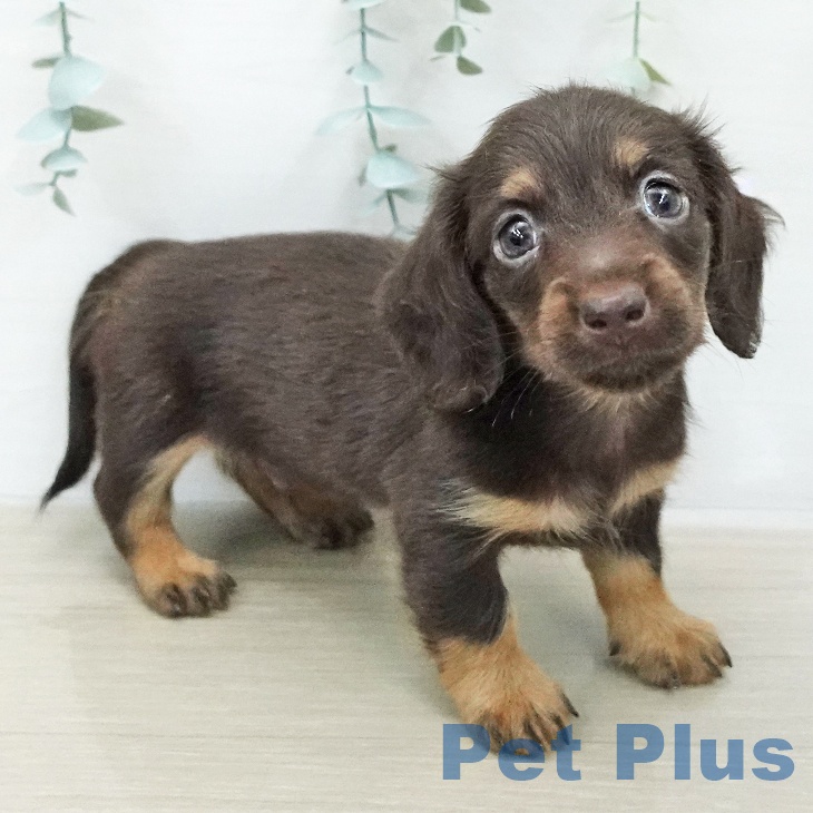 ミニチュア・ダックスフンド