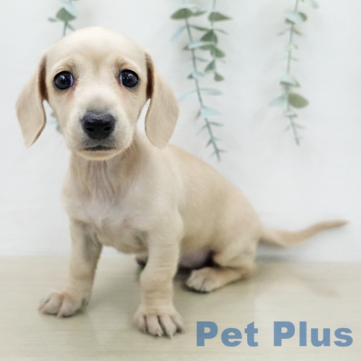 ミニチュア・ダックスフンド