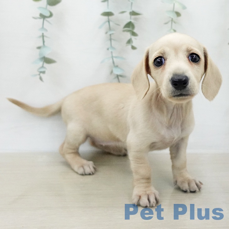 ミニチュア・ダックスフンドの写真2