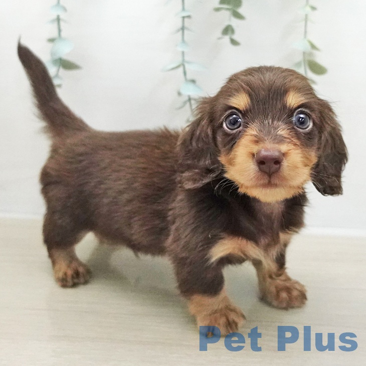 ミニチュア・ダックスフンド