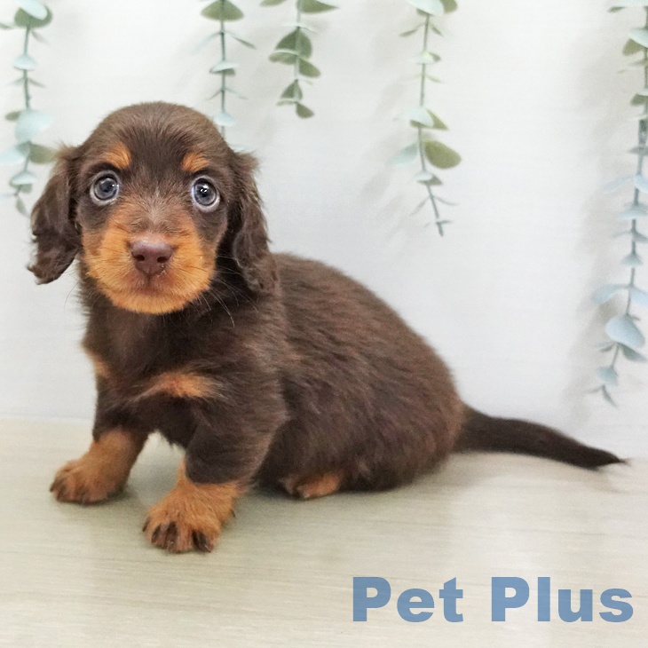 ミニチュア・ダックスフンド