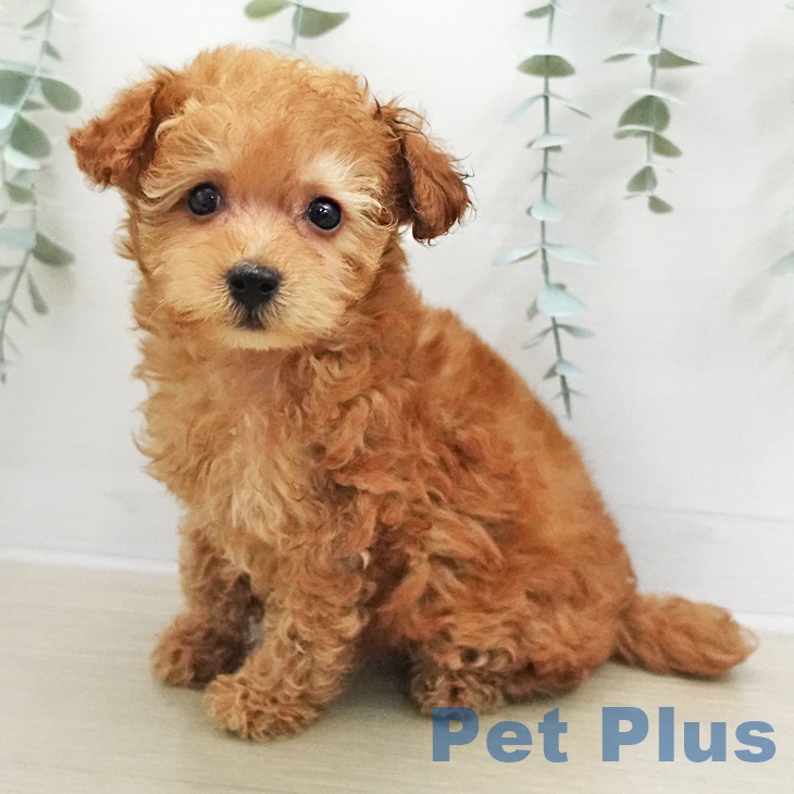 トイ・プードル