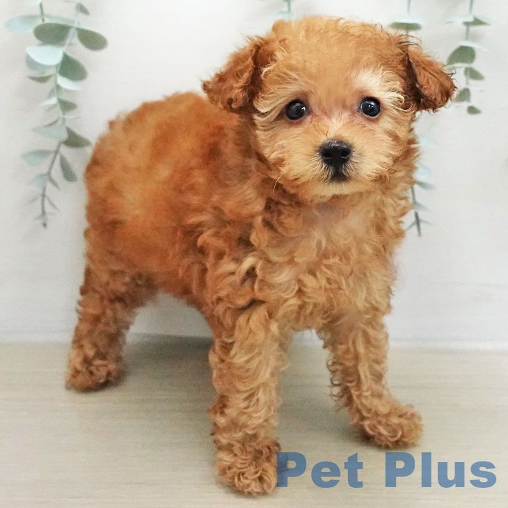 トイ・プードル