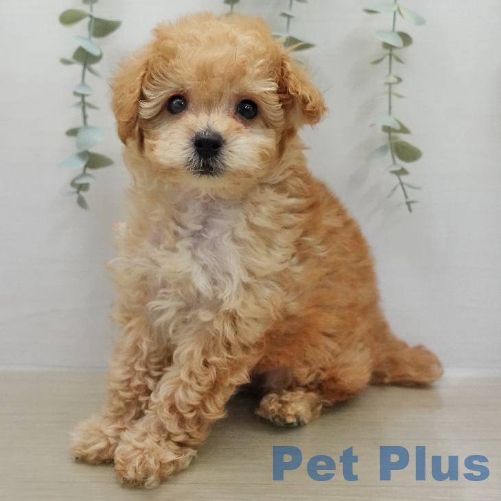 トイ・プードルの写真2