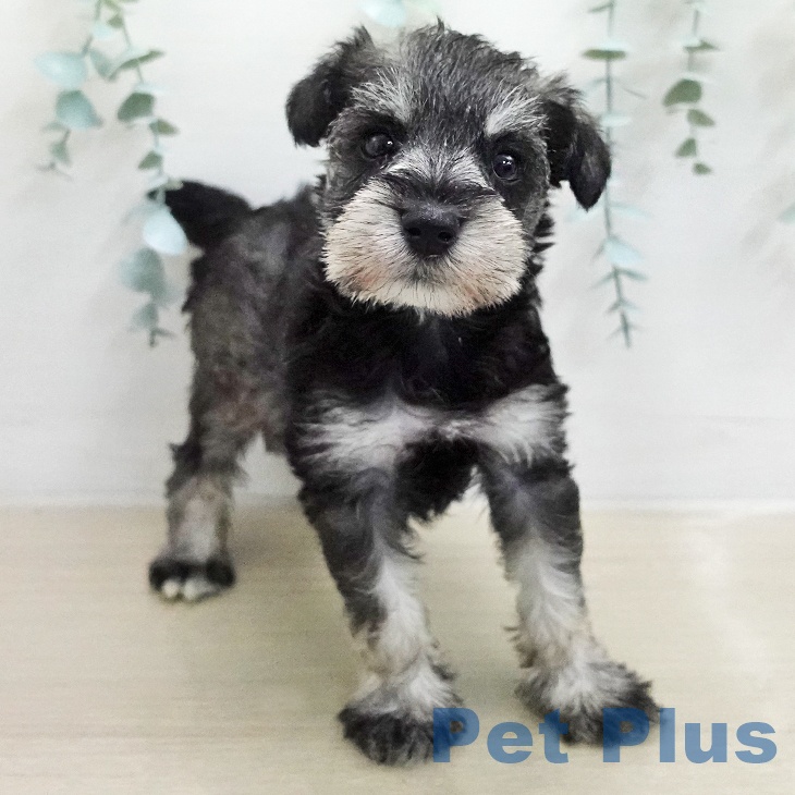 ミニチュア・シュナウザーの写真2