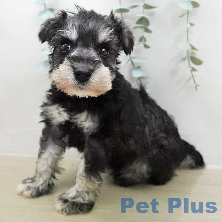 ミニチュア・シュナウザー