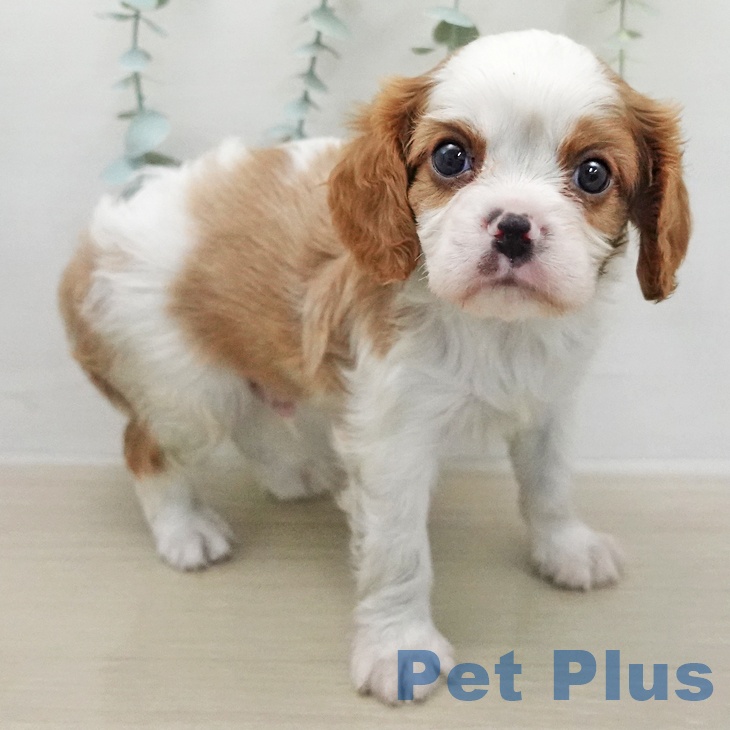 キャバリア・キングチャールズ・スパニエルの写真2