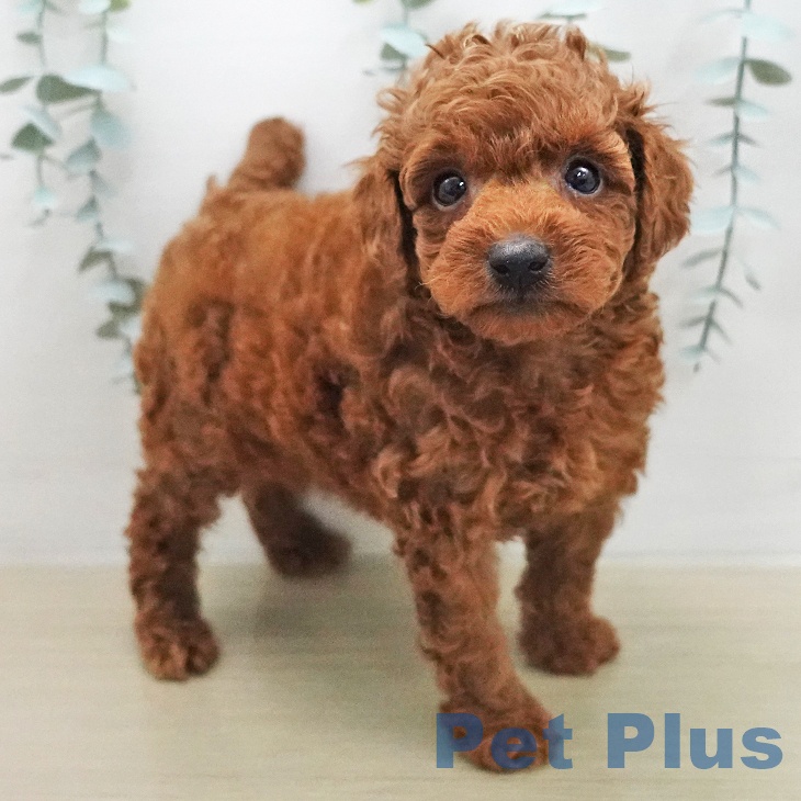 トイ・プードル