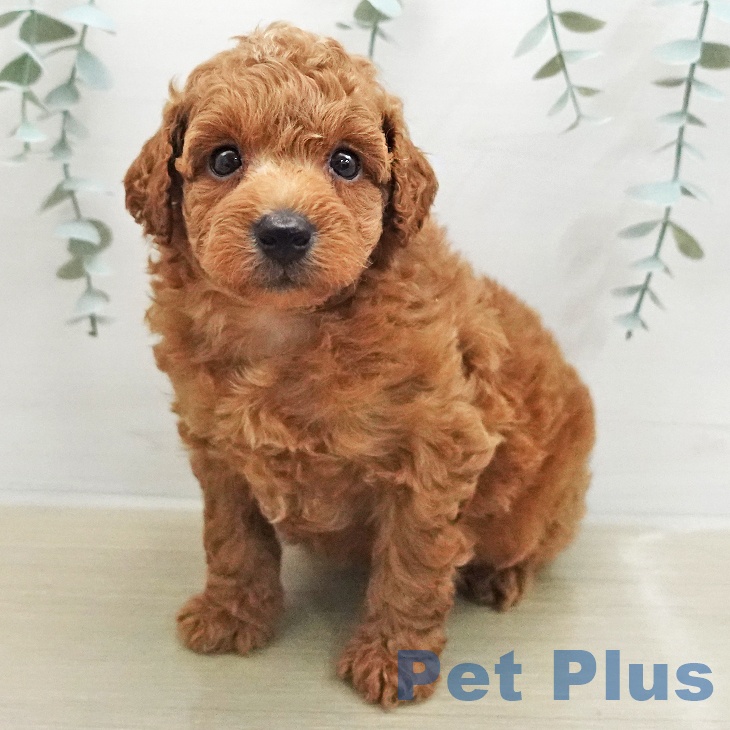 トイ・プードル