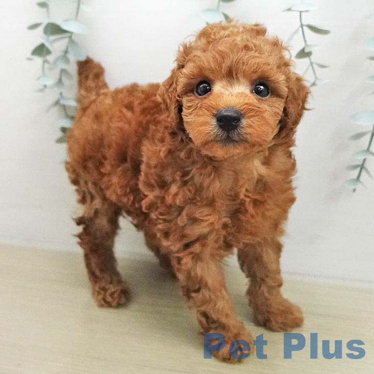 トイ・プードルの写真2