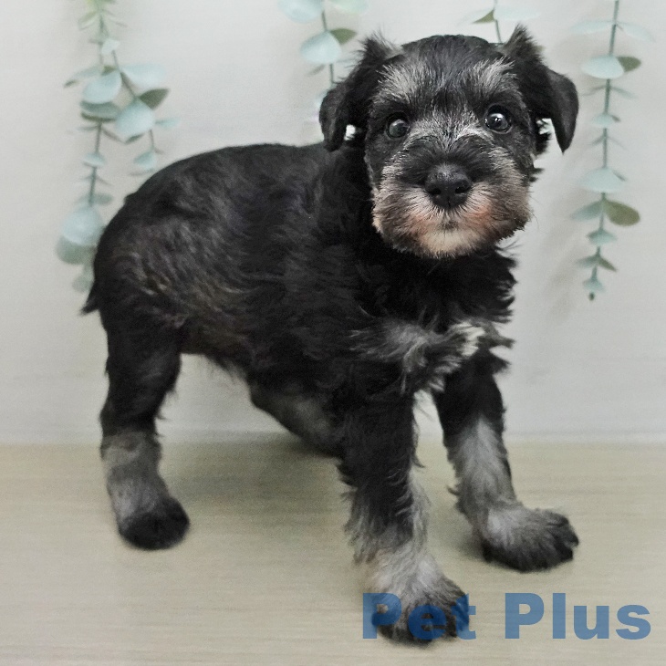 ミニチュア・シュナウザー