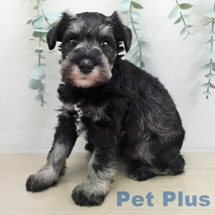 ミニチュア・シュナウザー