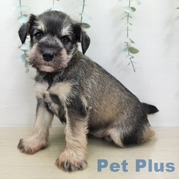 ミニチュア・シュナウザー