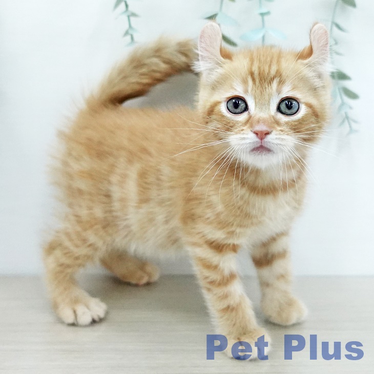 アメリカンカール