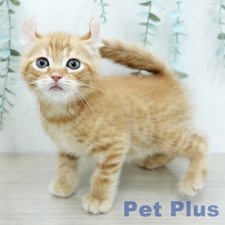 アメリカンカール