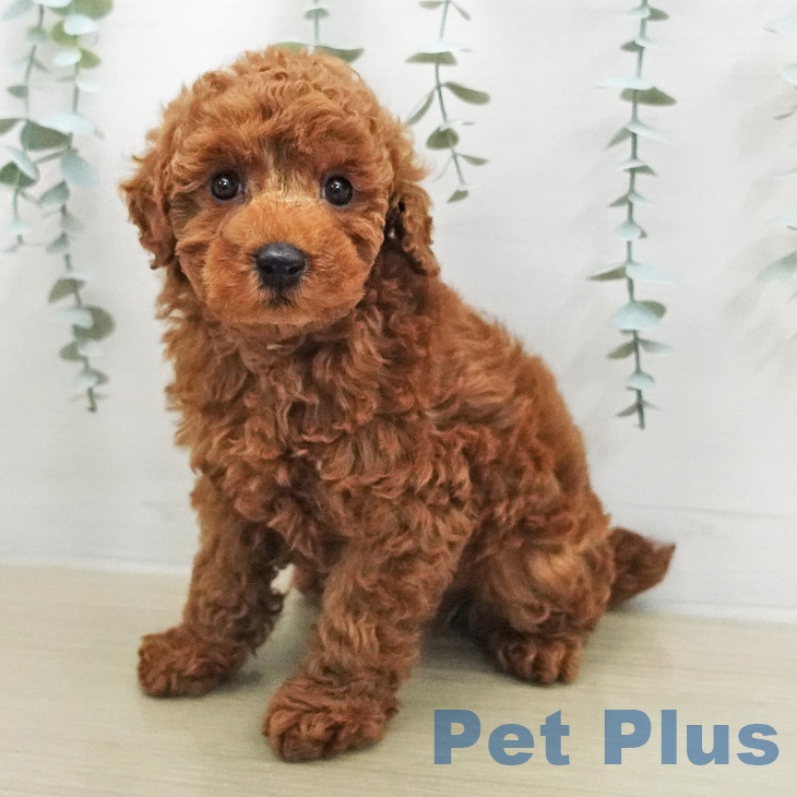 トイ・プードル