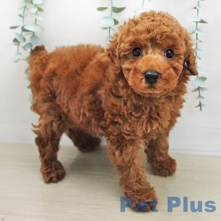 トイ・プードル