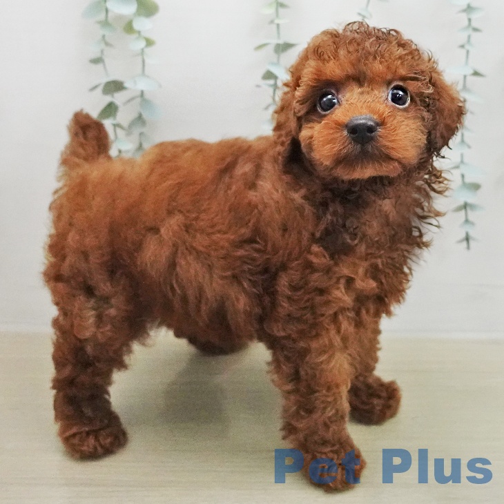 トイ・プードルの写真2