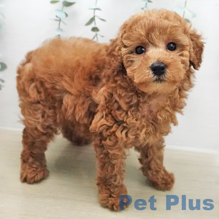 埼玉県のトイプードル(トイ) (ペットプラス ららぽーと富士見店/2025年12月27日生まれ/女の子/レッド)の子犬の1枚目の画像