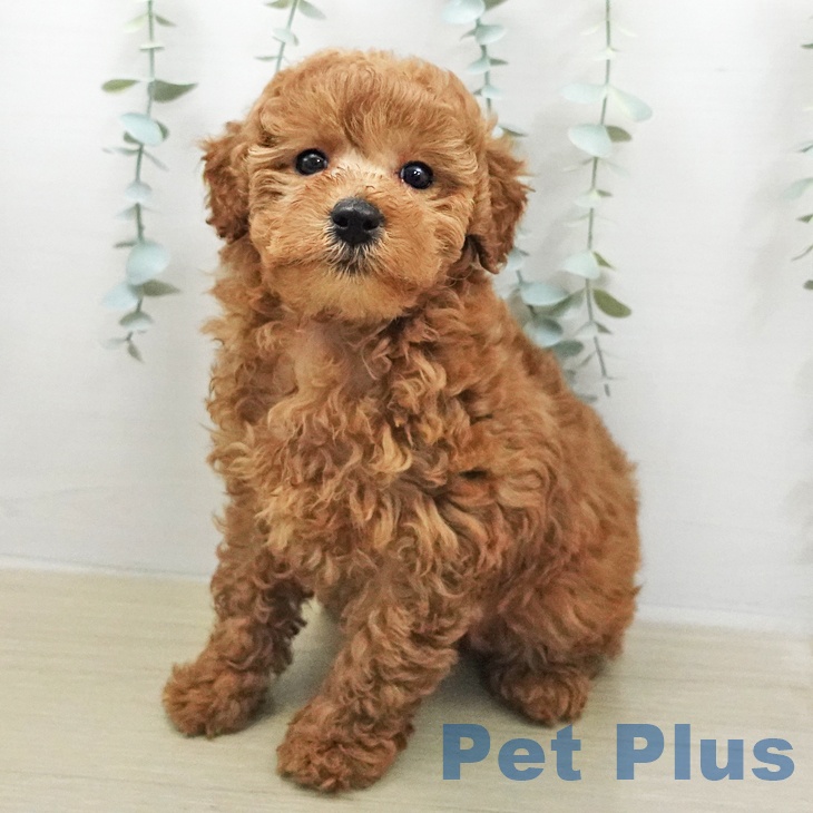 埼玉県のトイプードル(トイ) (ペットプラス ららぽーと富士見店/2025年12月27日生まれ/女の子/レッド)の子犬の2枚目の画像