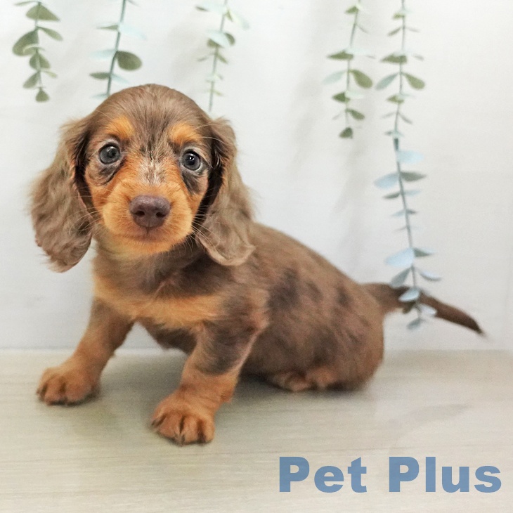 カニーンヘン・ダックスフンドの写真2