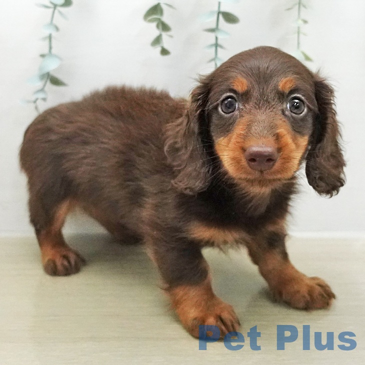 カニーンヘン・ダックスフンド