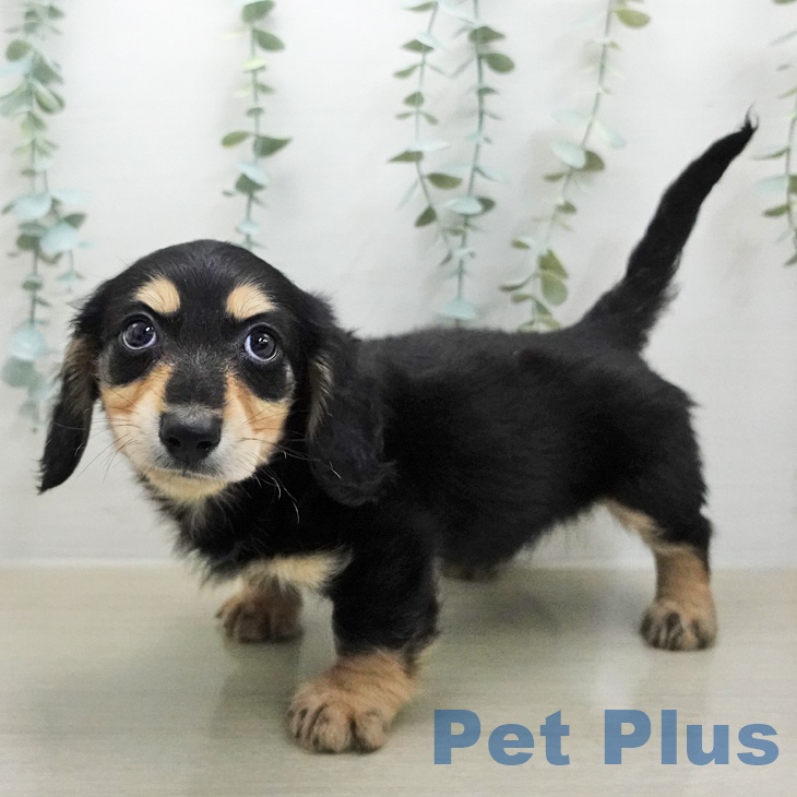 ミニチュア・ダックスフンド