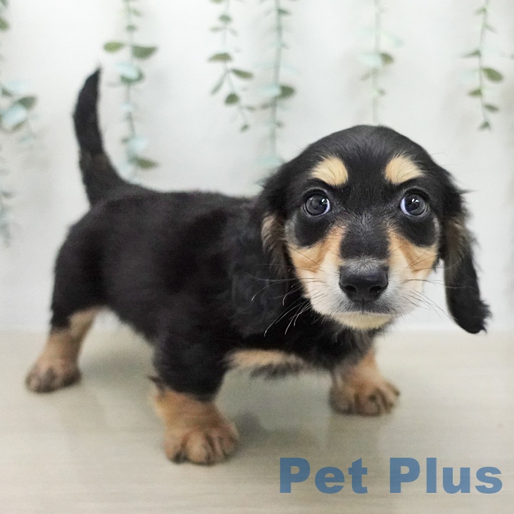 ミニチュア・ダックスフンド