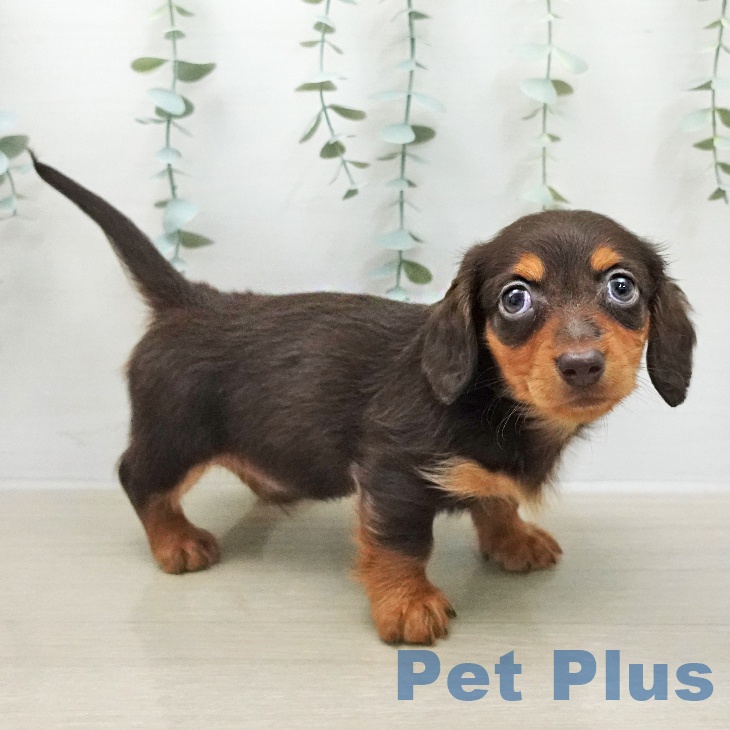 ミニチュア・ダックスフンド