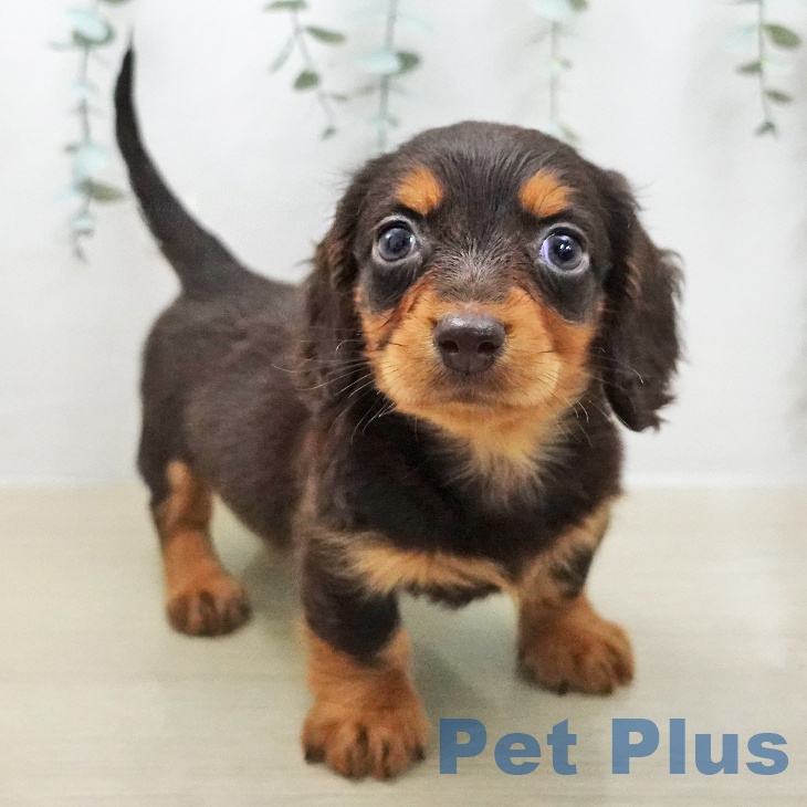 ミニチュア・ダックスフンドの写真2