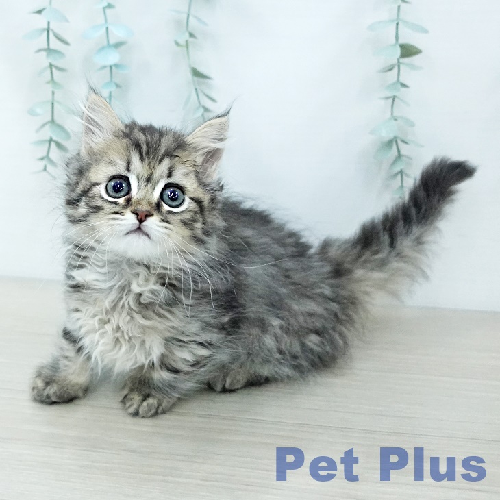 マンチカンの写真2