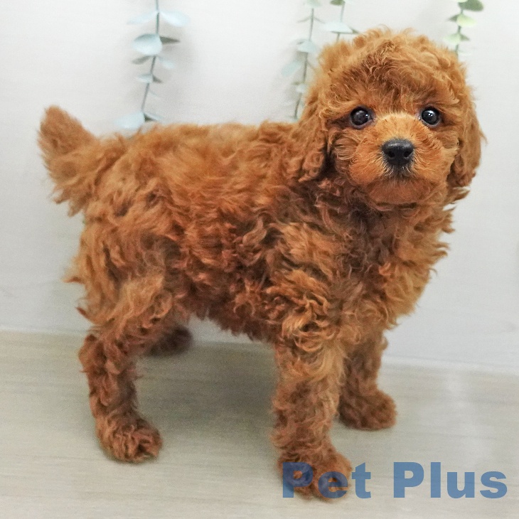 トイ・プードルの写真2